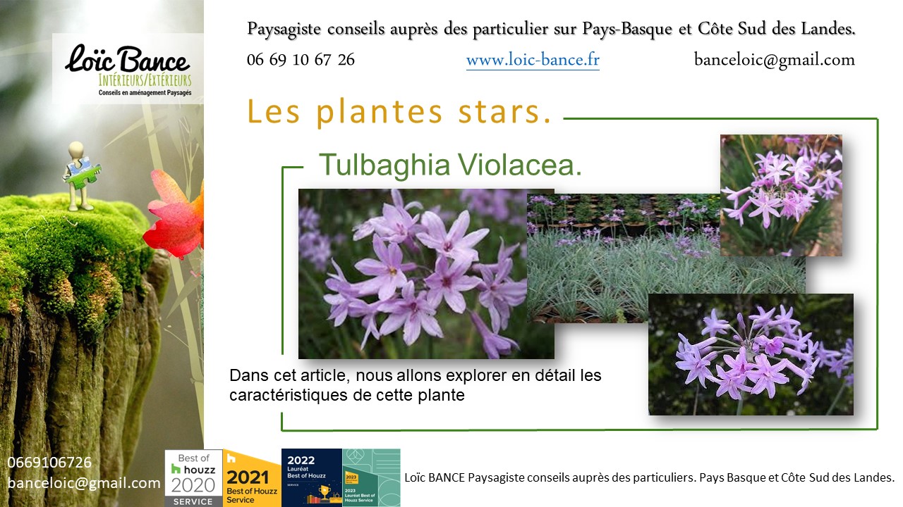 Ahetze paysage, fleurir votre jardin avec la Tulbaghia Violacea plante star de juillet 2024.