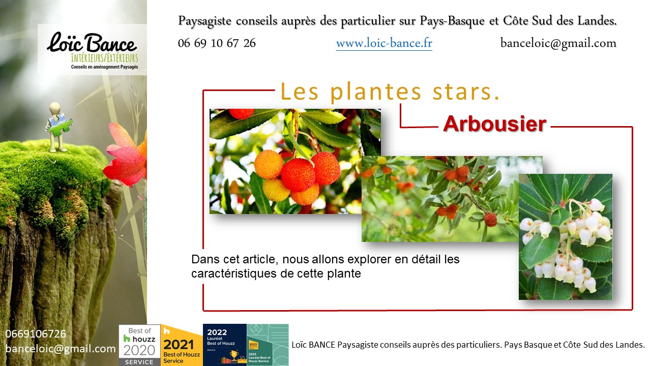 Paysagiste Ahetze. L'arbousier (Arbutus unedo) est une plante ornementale attrayante.